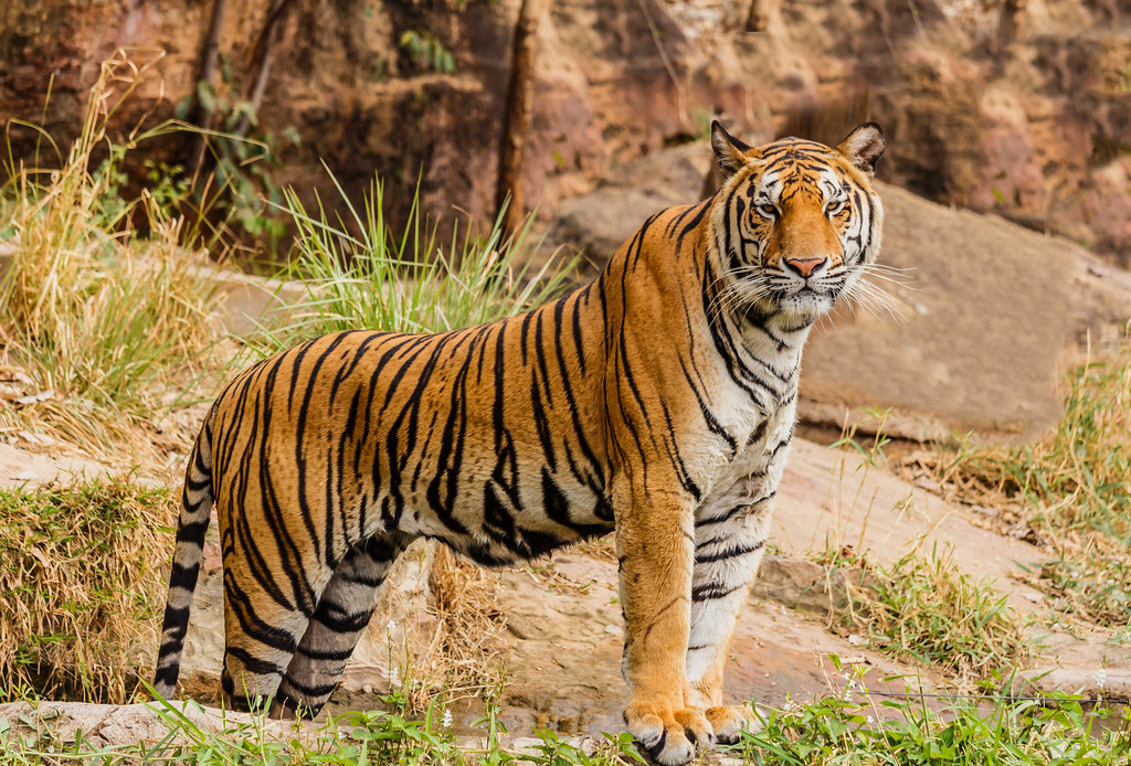 There are fears that a huge Adani coal-power project in central India could impact tiger habitat. Image Sanpom Fotofolia (via Adaniwatch)